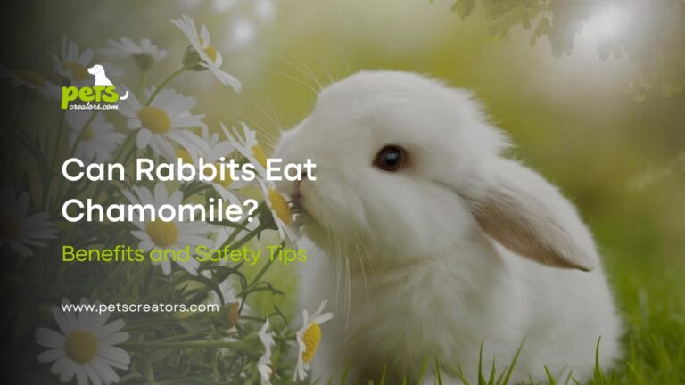 can-rabbits-eat-chamomile