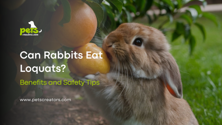 Can Rabbits Eat Loquats?