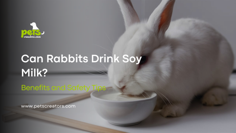 Can Rabbits Drink Soy Milk?