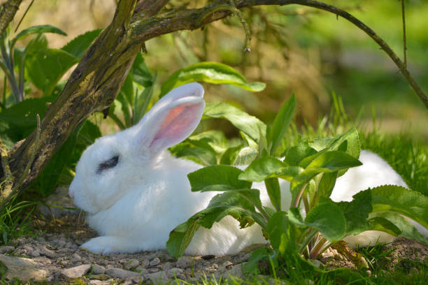 Do Rabbits Like To Eat Ferns?