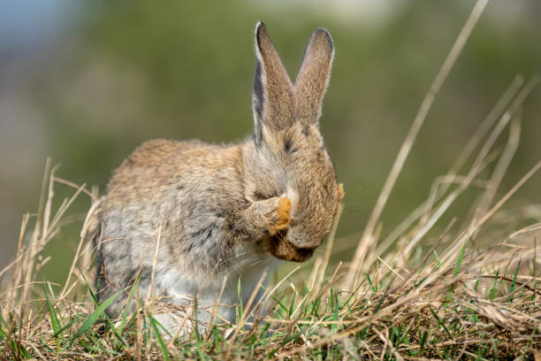 Do Rabbits Eat Snails?