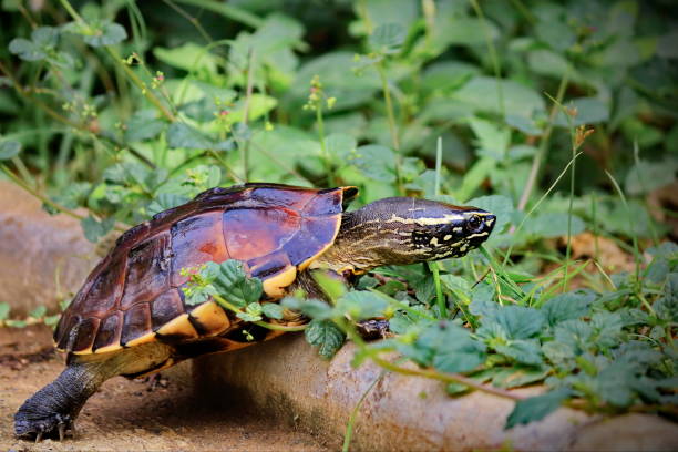 Do Turtles Eat Snails?