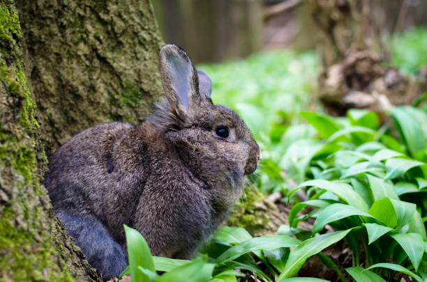 Do Rabbits Like To Eat Ferns?