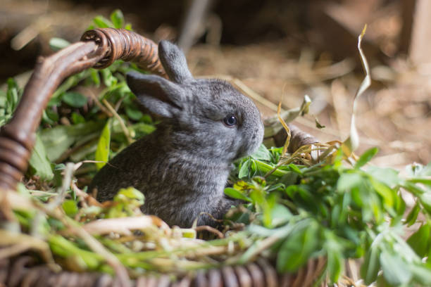 Do Rabbits Like To Eat Ferns?