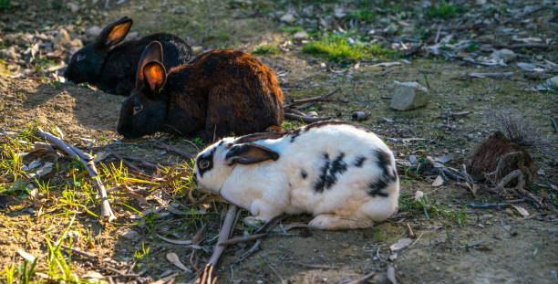 Do Rabbits Eat Snails?