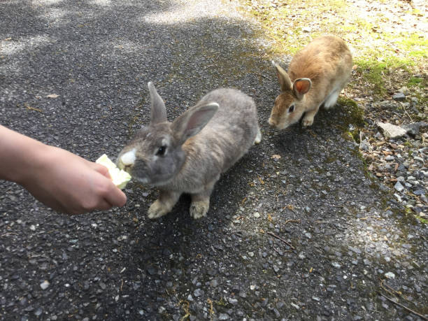 Do Rabbits Eat Snails?