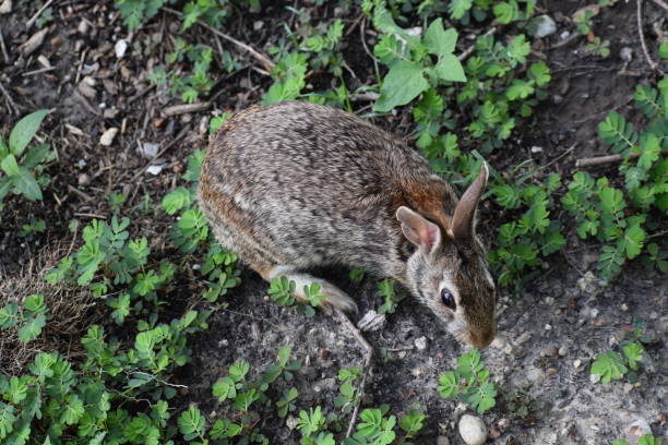 Do Rabbits Eat Snails?