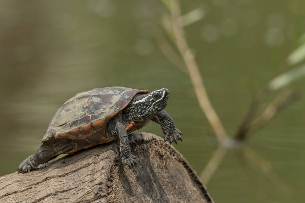 Do Turtles Eat Snails?