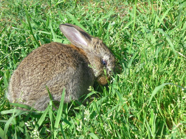 Do Rabbits Eat Snails?