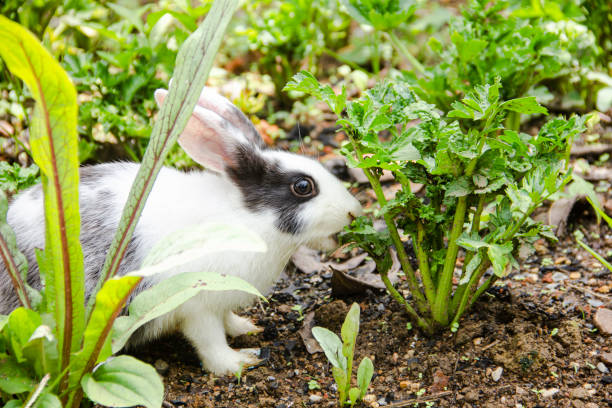 Do Rabbits Like To Eat Ferns?