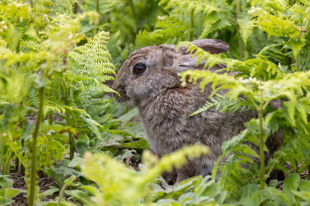 Do Rabbits Like To Eat Ferns?