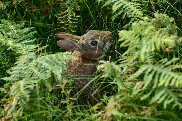 Do Rabbits Like To Eat Ferns?