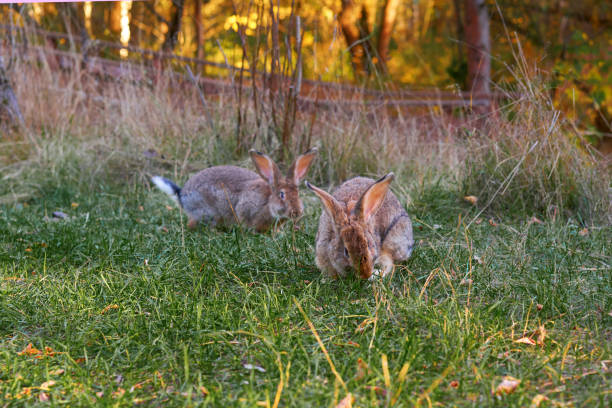 Do Rabbits Eat Snails?