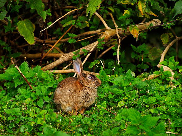 Do Rabbits Like To Eat Ferns?