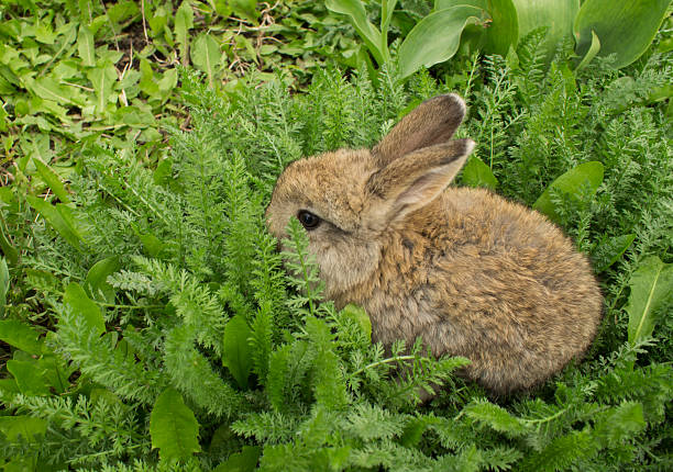 Do Rabbits Like To Eat Ferns?