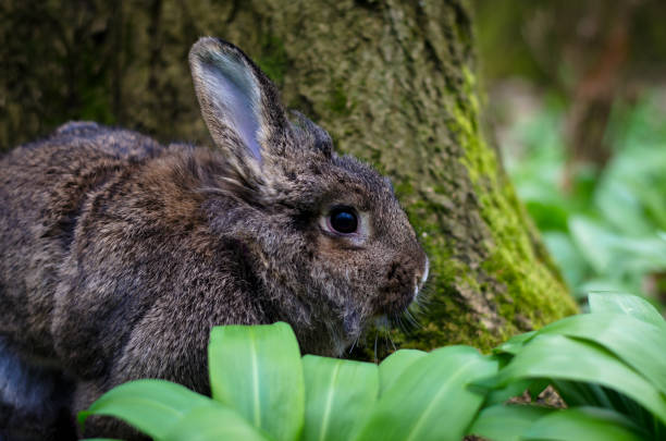 Do Rabbits Like To Eat Ferns?