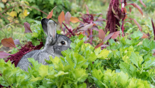 Do Rabbits Like To Eat Ferns?