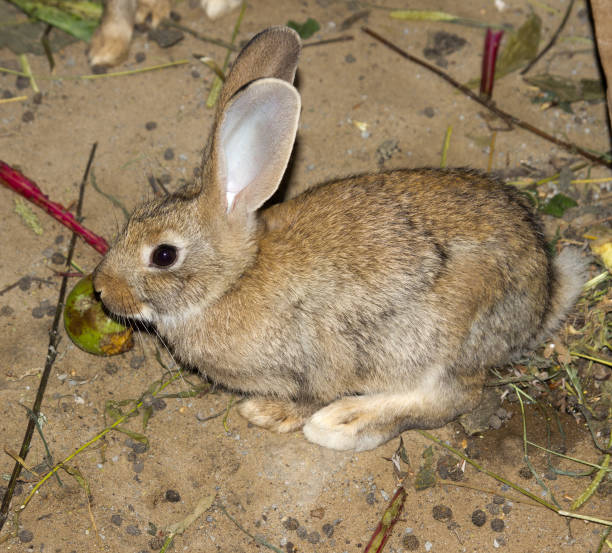 Do Rabbits Eat Snails?