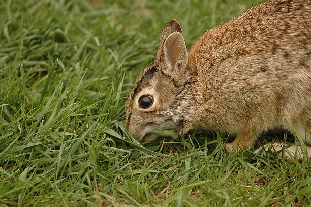 Do Rabbits Eat Snails?