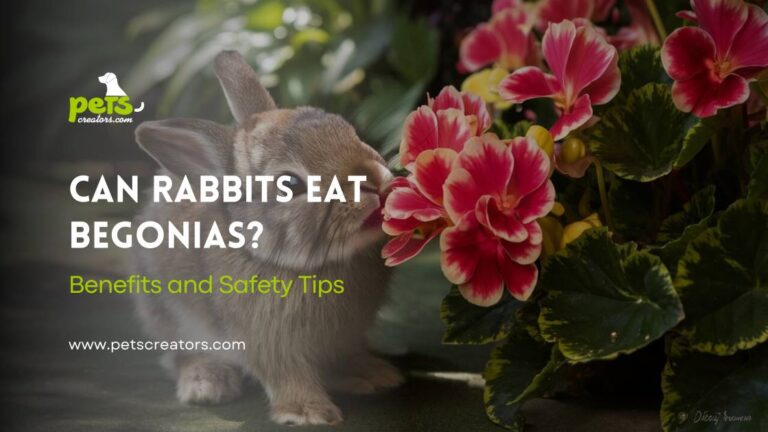 can-rabbits-eat-begonias