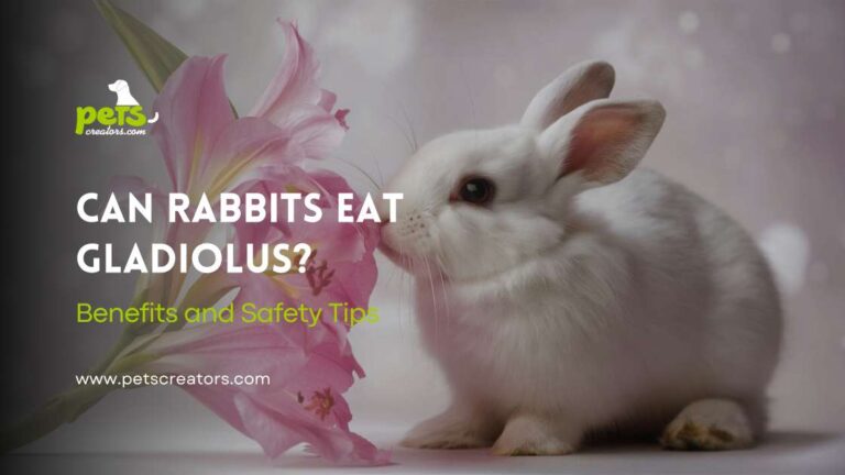 can-rabbits-eat-gladiolus